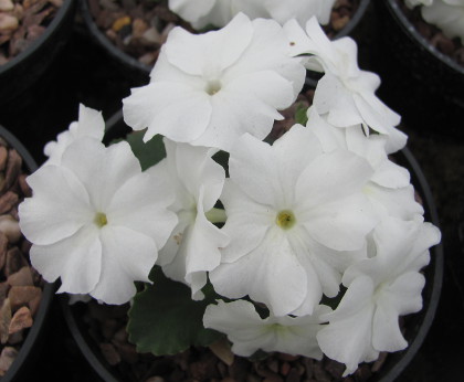 Primula 'Aire Mist'